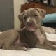 American Staffordshire Terrier puppies for sale