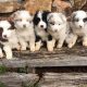 Border Collie x Maramma Puppies Reduced to $200