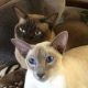 Burmese – Burmese and Siamese Kittens By Oramor