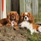 Cavalier King Charles Spaniel – Gatton