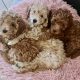 Miniature Poodle Puppies