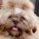 Shih Tzu – Blacktown