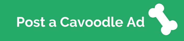 Post a Cavoodle Ad