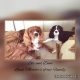Pure-Bred Cavalier King Charles Spaniel Male