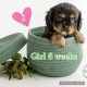 Cavalier King Charles Spaniel – Lockrose