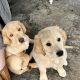 8 week Golden retriever cross Lab pups for sale