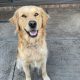 Golden Retriever – AVAILABLE 5th JAN