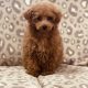 Toy Poodle Puppies