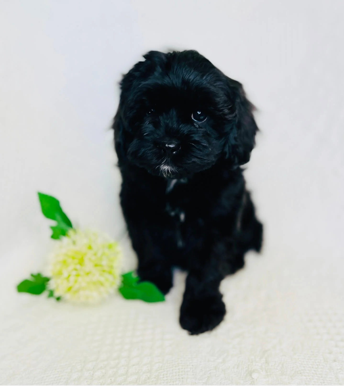 F1 Toy Cavoodle Puppies