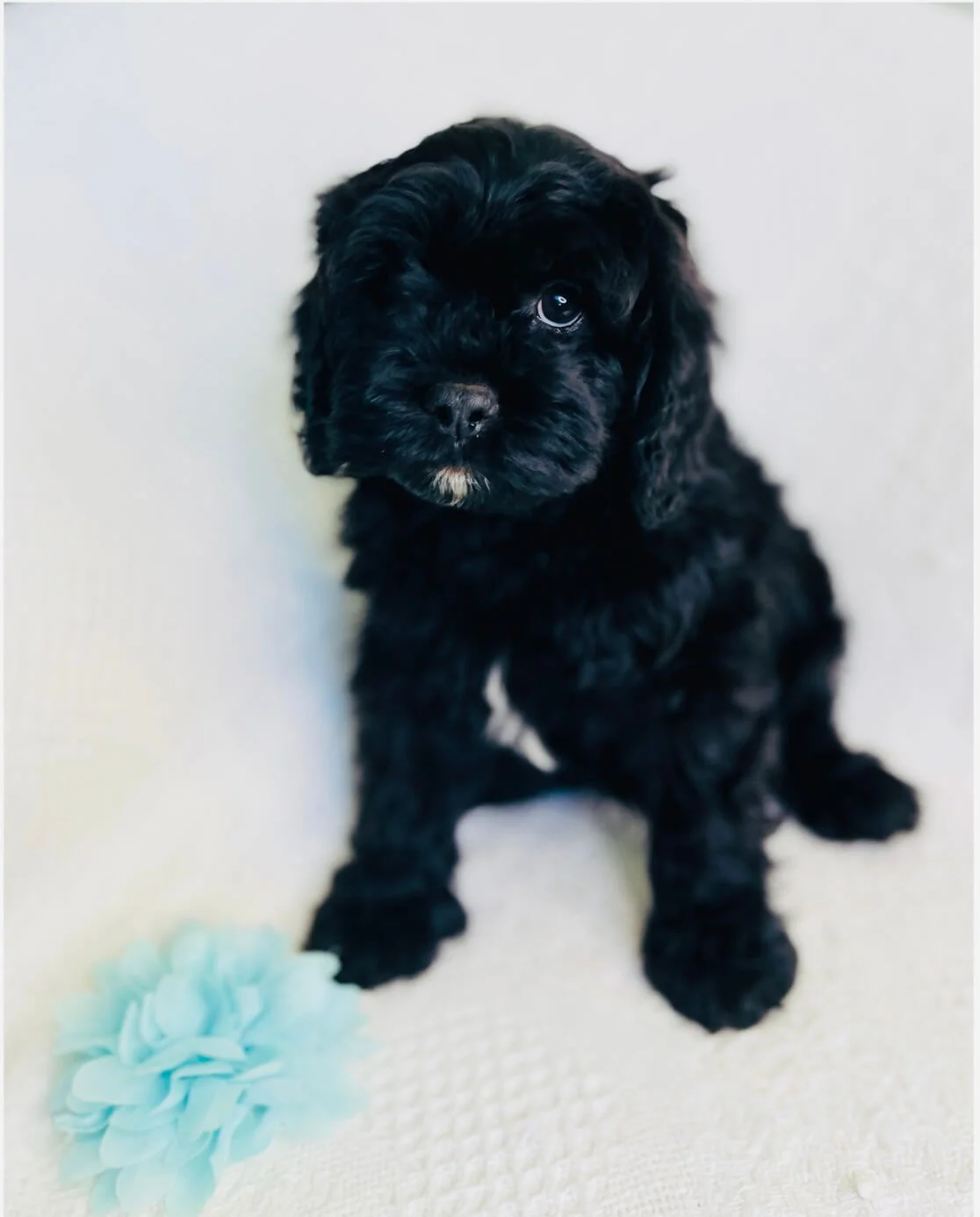 F1 Toy Cavoodle Puppies