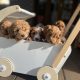 F1b tiny toy cavoodle puppies – DNA health tested