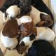 Piebald Miniature Dachshund Puppies