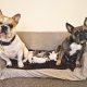 French Bulldog – Geelong