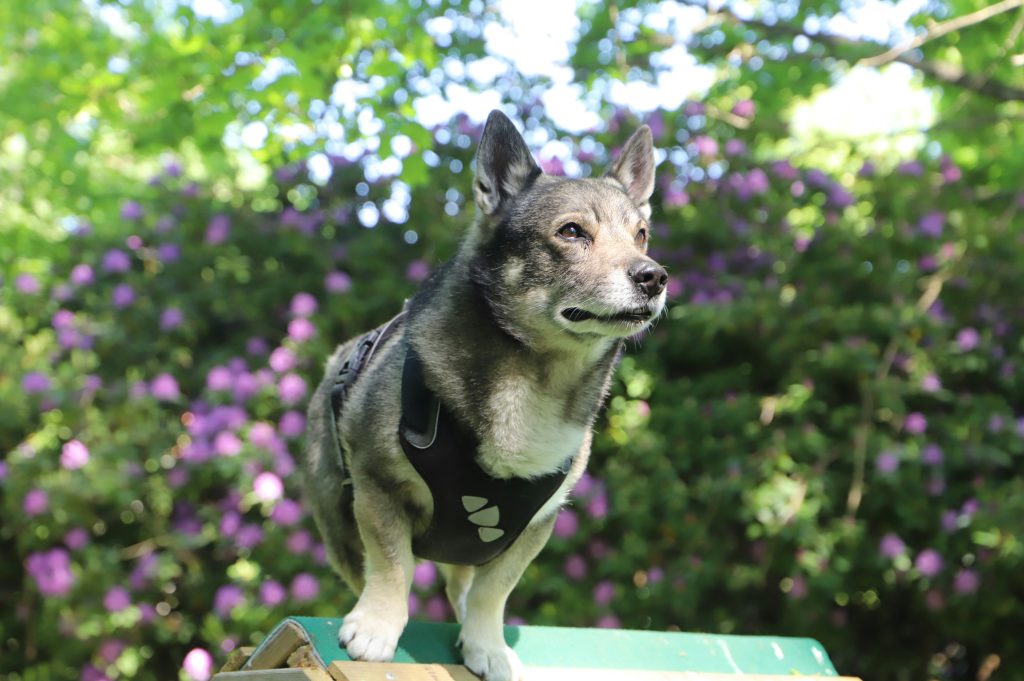 Swedish Vallhund