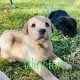 2 Golden Labrador Purebred Puppies