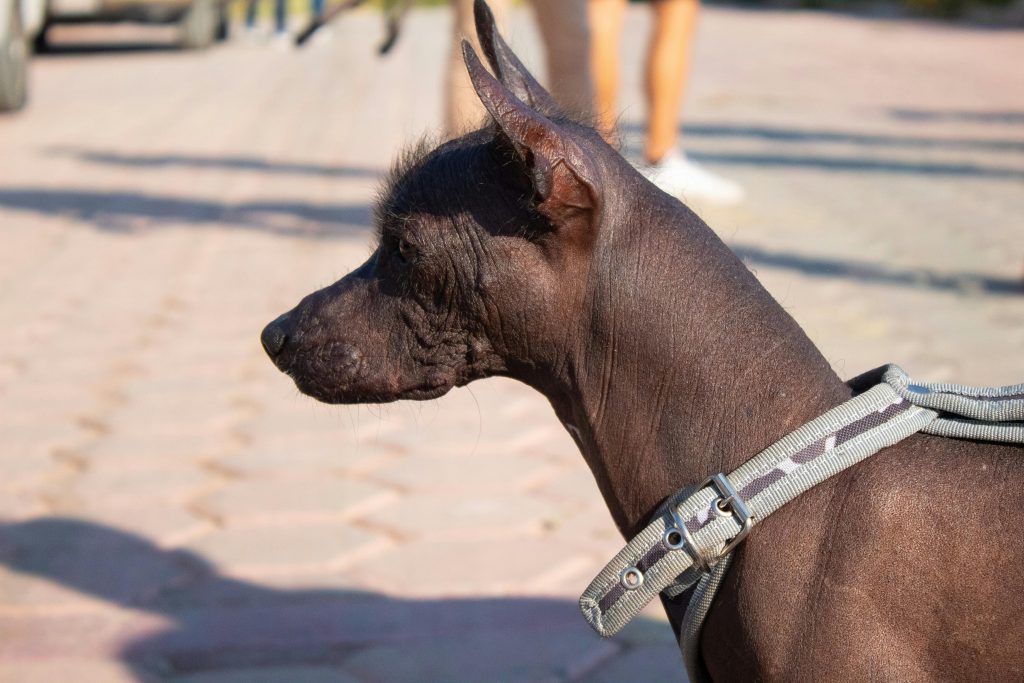 Xoloitzcuintle