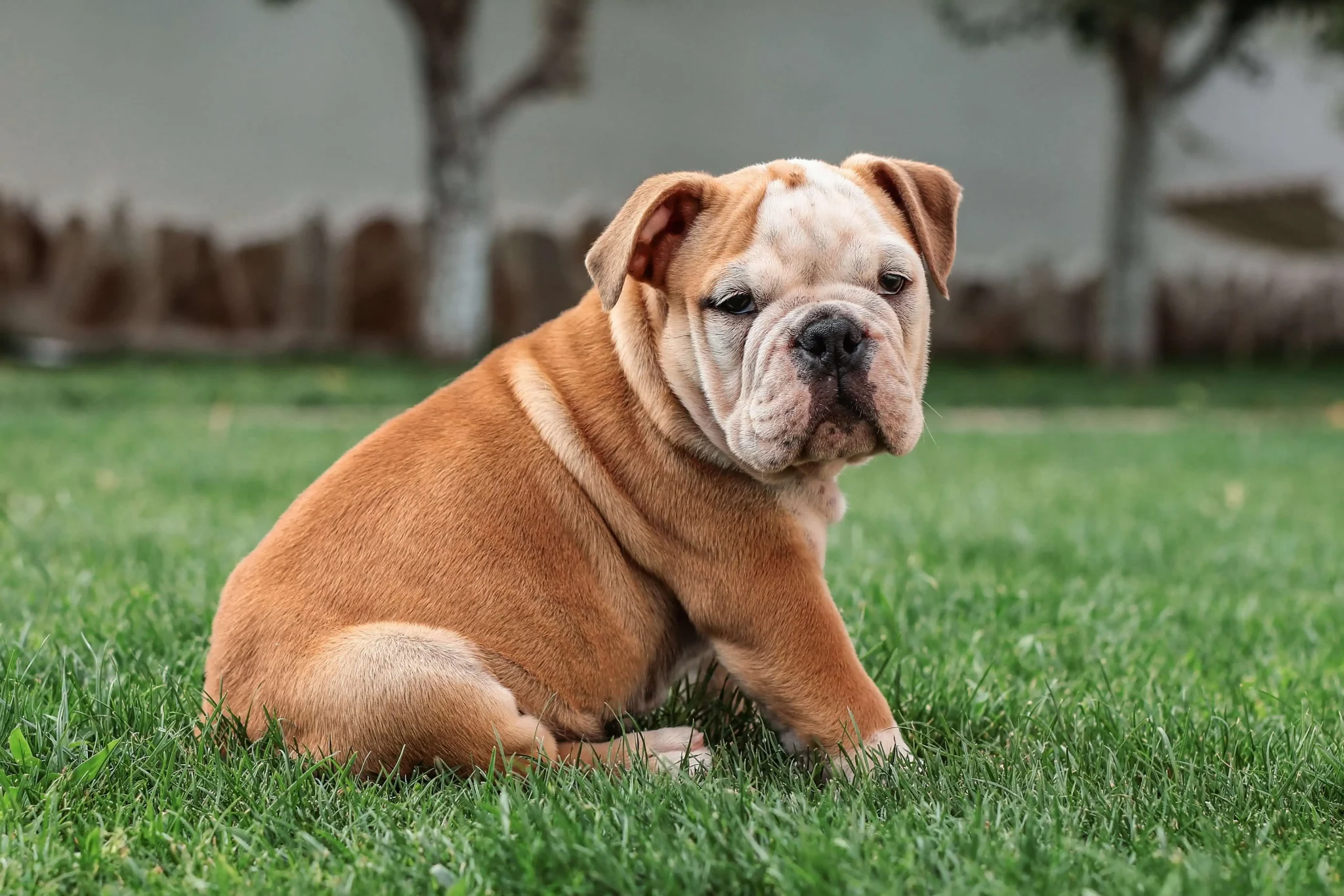 British Bulldog For Sale English Bulldog For Sale Find Reputable British Bulldog For Sale English Bulldog For Sale Find Reputable