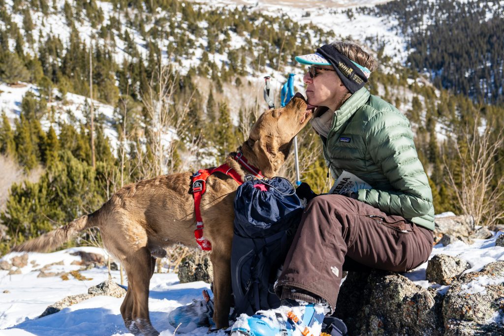 Chesapeake Bay Retriever