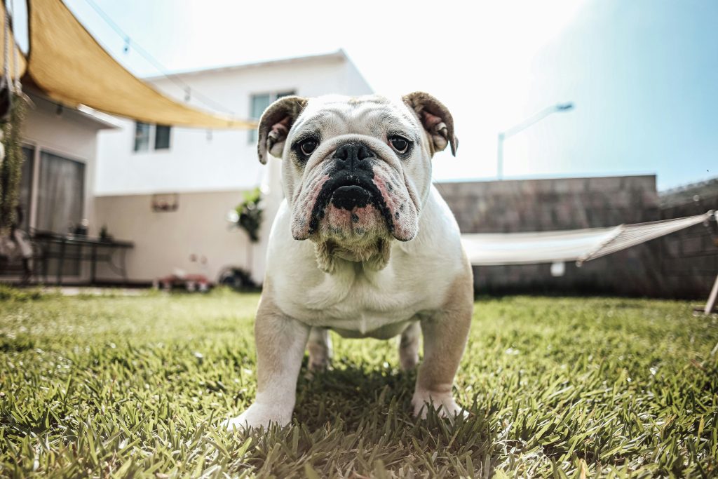 English Bulldog