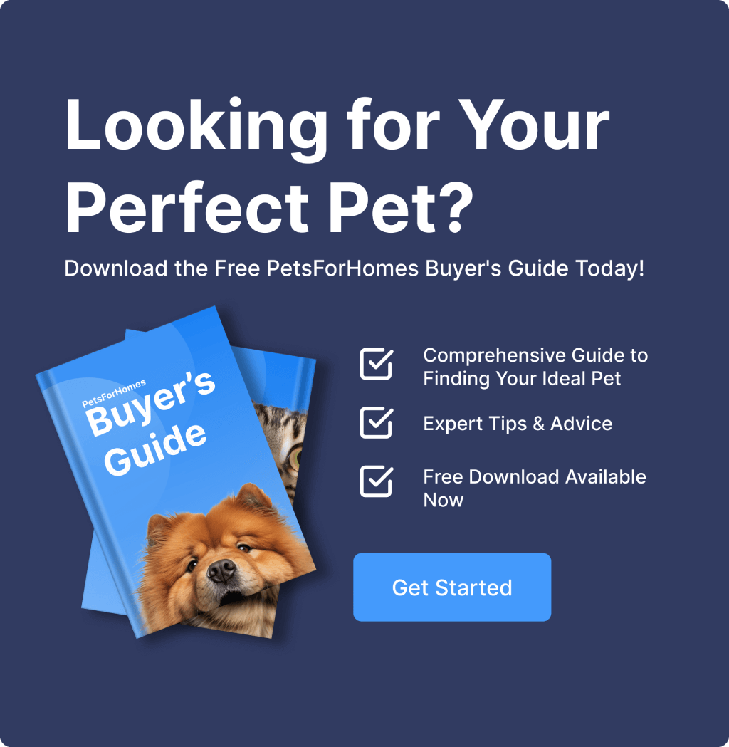 PetsForHomes Buyers Guide