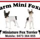 5 Miniature Fox Terrier Foxie Ready Now Boys Girls