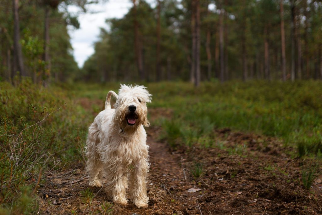 Soft Coated Wheaten Terrier