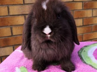 Beautiful Mini Lop Available Now