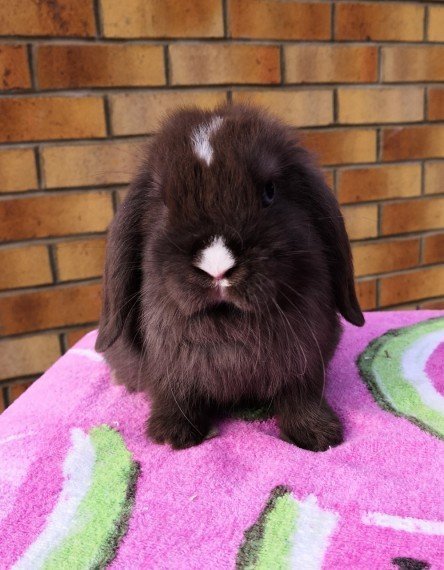 Beautiful Mini Lop Available Now