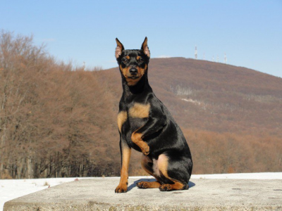 Champion Miniature Pinscher Stud Dog