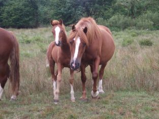 Chestnut Mare With 3mnth Old Filly Foal At Foot.