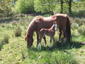 Chestnut Mare With 3mnth Old Filly Foal At Foot.