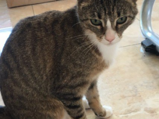 Female Cat For Adoption