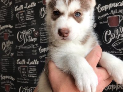 Adorable Siberian Husky for sale