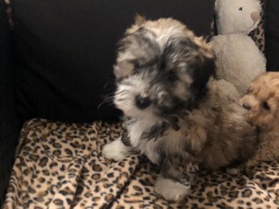 Cavoodle x Maltese puppies