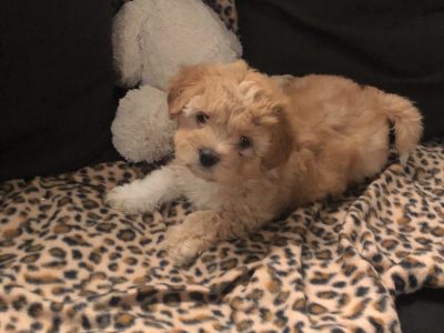Cavoodle x Maltese puppies