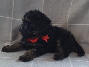 2nd Generation Toy Cavoodle – male
