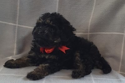 2nd Generation Toy Cavoodle – male