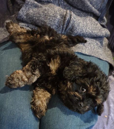 2nd Generation Toy Cavoodle - male