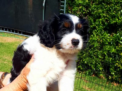 Beautiful Female Cavoodle