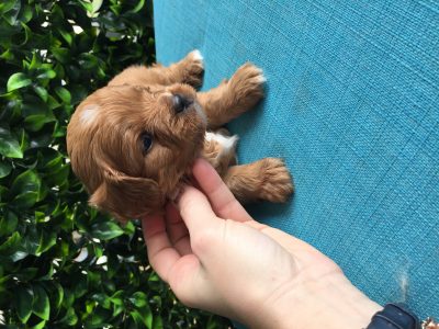 Cavoodle puppies