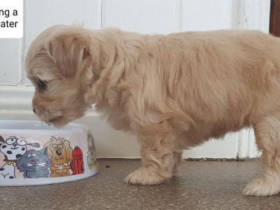 Female Moodle Puppy for sale