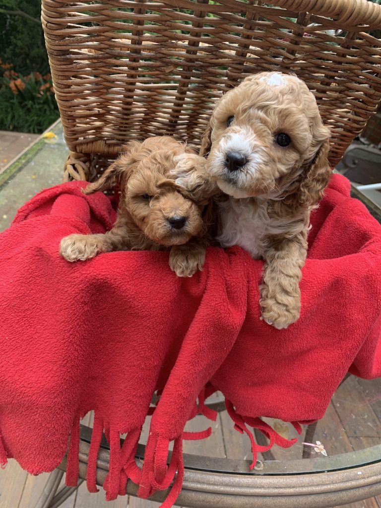 Cavoodle Puppies For Sale PetsForHomes