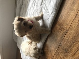 Female Moodle Puppy for sale