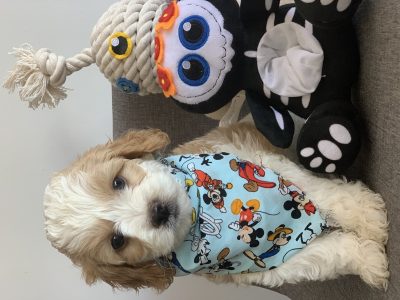 Cavoodle toy