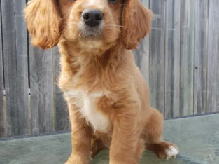 Cavoodle puppy BOY AVAILABLE