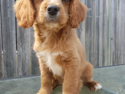 Cavoodle puppy BOY AVAILABLE