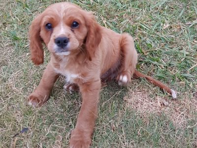 Cavoodle puppy BOY AVAILABLE