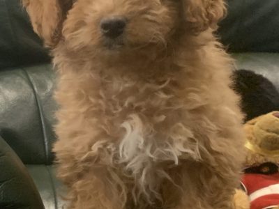 Stunning Cavoodle puppies