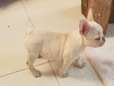 Blue Cream French Bulldog Male Puppy