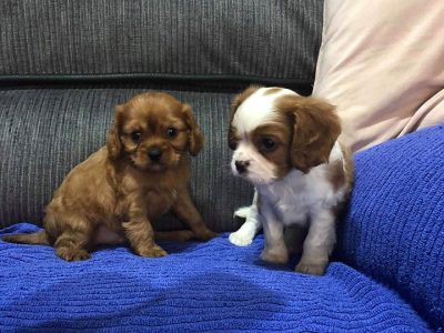 Cavalier King Charles Spaniel Puppies